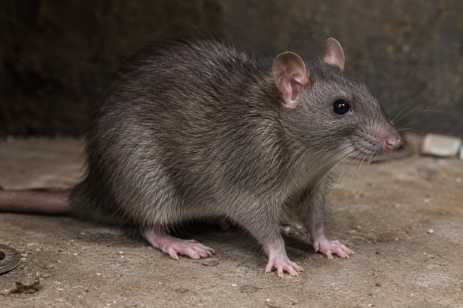 Rodents