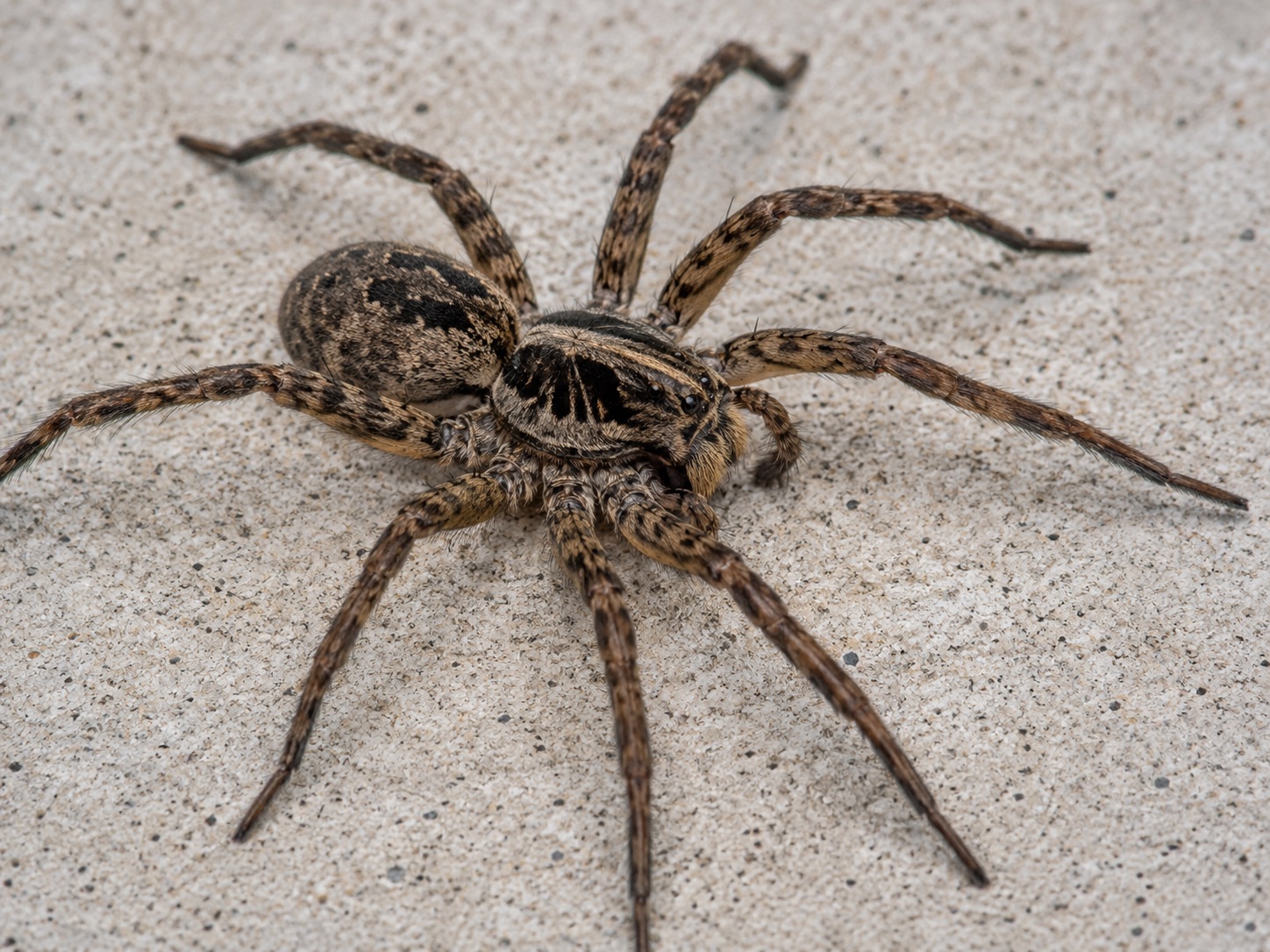 Spiders