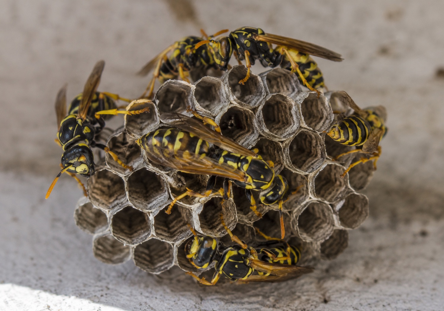 Wasps